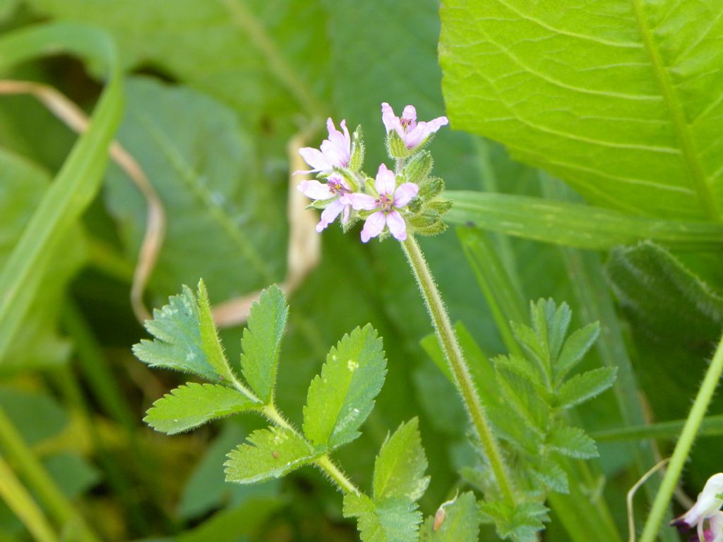 Erodium moschatum